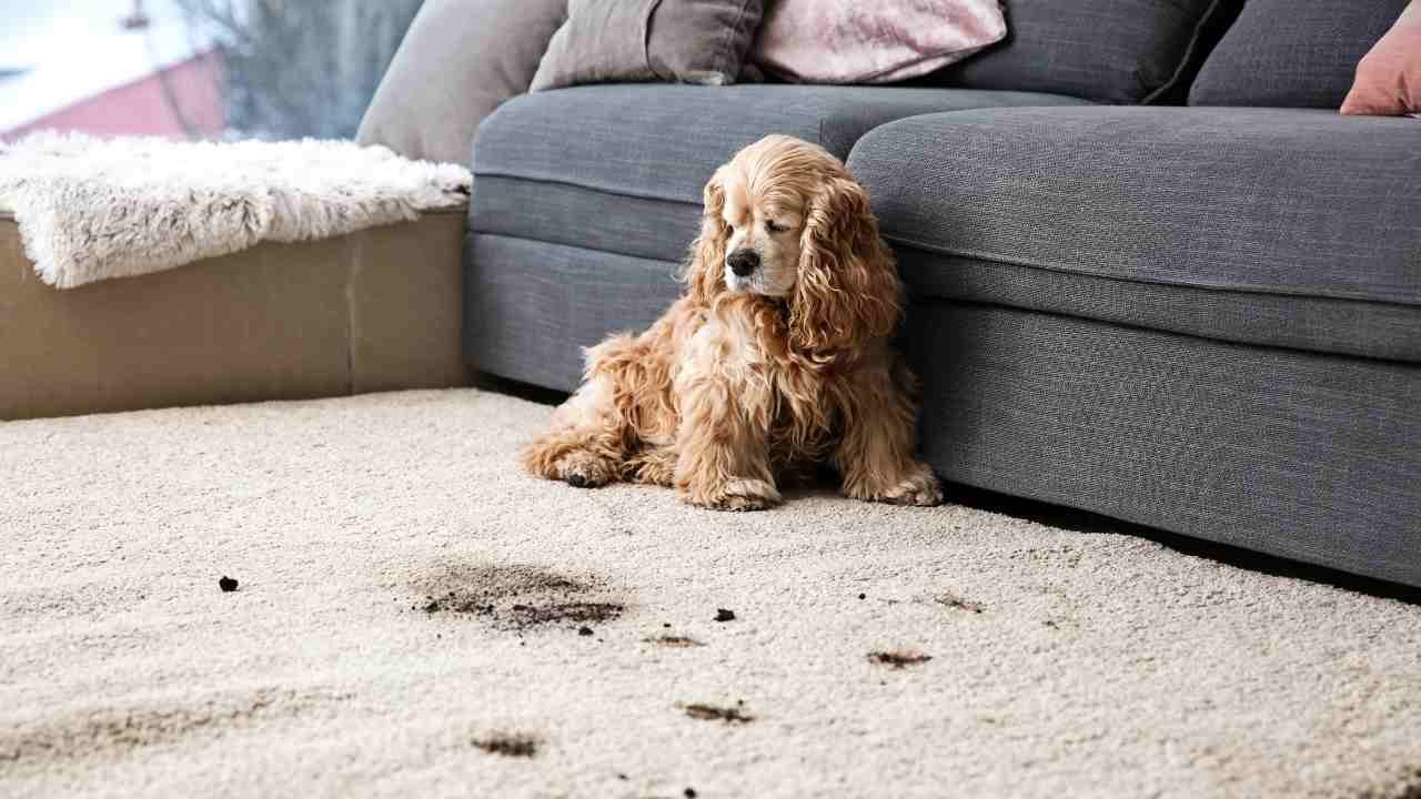 How to Get Dog Urine Out of Wool Rug?